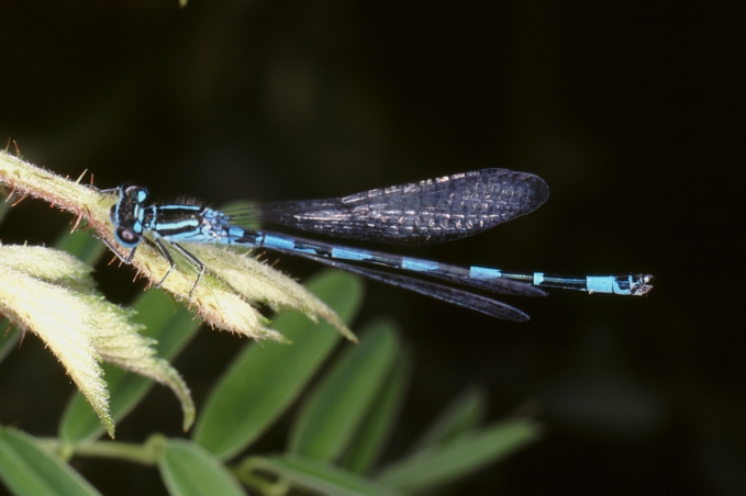 Coenagrion mercuriale castellanii romagnola!!!